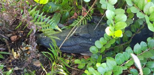 Everglades I