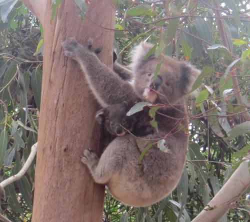 Kangaroo Island
