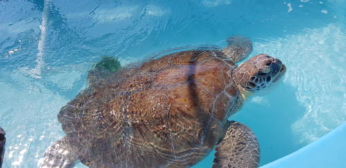 Turtle 1