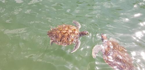 Turtle 2