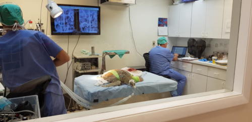 Turtle Hospital