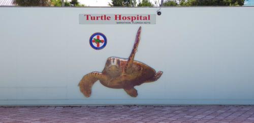 Turtle Hospital 1